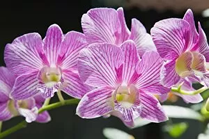Images Dated 10th April 2012: Orchid flowers -Orchidaceae-, Ubud, Bali, Indonesia
