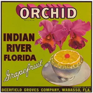 Citrus Prints: Orchid Grapefruit