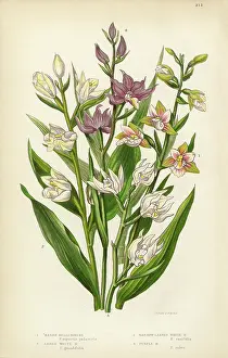 Close Up Prints: Orchid, Helleborine, Marsh Helleborine