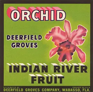Citrus Prints: Orchid Indian River Fruit