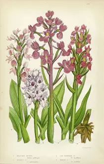 Stem Prints: Orchid, Marsh Orchid, Military Orchid Victorian Botanical Illustration