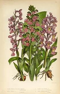 Orchid Prints: Orchid, Meadow Orchid, Winged Orchid Victorian Botanical Illustration