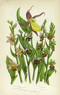 Stem Prints: Orchid, Ophrys, Bee Ophrys, Ladyas Slipper Victorian Botanical Illustration