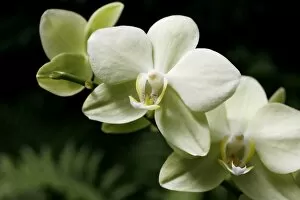 Images Dated 9th June 2014: Orchid -Orchidaceae-, flower