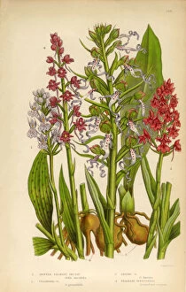 Images Dated 13th June 2016: Orchid, Pyramidal Orchid, Lizard Orchid, Gymnadenia Victorian Botanical Illustration
