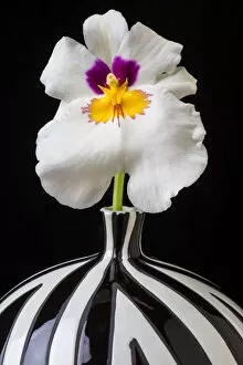 Images Dated 25th June 2013: Orchid striped vase, f, ower. petals