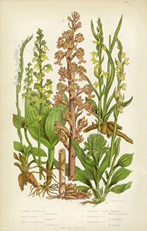 Isolated Collection: Orchid, Twayblade, Neottia, Listera, Ladyas Tresses, Spiranthes Victorian Botanical Illustration