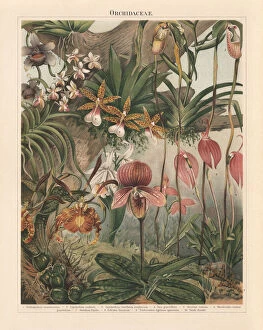 Images Dated 8th November 2018: Orchids (Orchidaceae), chromolithograph, published in 1897