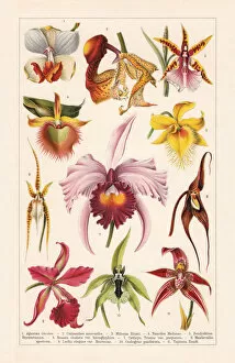 Images Dated 4th December 2019: Orchids (Orchidaceae), chromolithograph, published in 1900