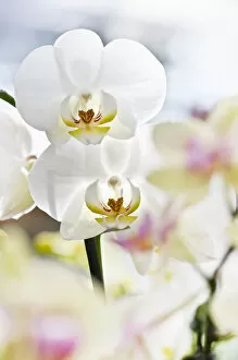 Images Dated 5th June 2011: Orchids -Phalaenopsis-