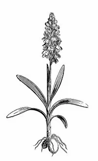 Images Dated 17th September 2017: Orchis militaris, the military orchid