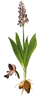 Orchis militaris, the military orchid