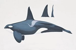 Orcinus orca, Killer Whale, side view