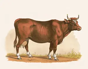 Bovine Prints: Cow