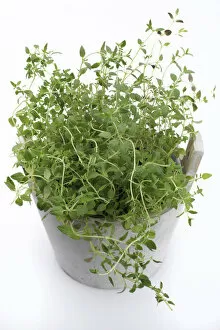 Oregano -Origanum vulgare-, herb, medicinal plant
