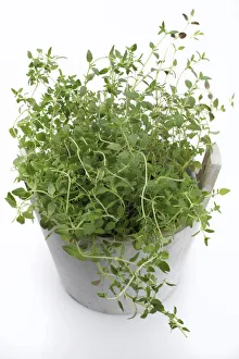 Spermatophyte Gallery: Oregano -Origanum vulgare-, herb, medicinal plant