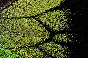 Weakness Prints: Oregon swallowtail (Papilio oregonius) wing detail