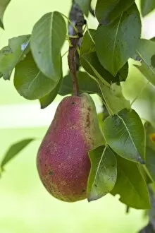 Organic pear on the tree, close-up