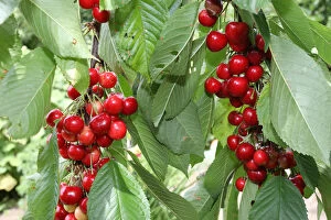 Images Dated 29th June 2011: Organic Wild cherry, Sweet cherry or Gean -Prunus avium-, Allgaeu, Bavaria, Germany, Europe