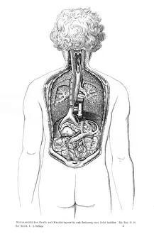 Stomach Prints: Organs anatomy engraving 1857