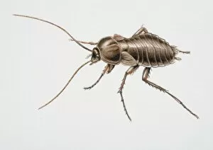 Arthropoda Gallery: Oriental Cockroach, Blatta orientalis, side view