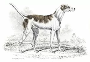 Images Dated 10th June 2015: Oriental hound engraving 1840