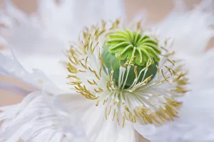 Images Dated 1st February 2018: Oriental Papaver / Poppy