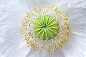Images Dated 1st February 2018: Oriental Papaver / Poppy