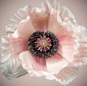 Flowers by Brian Haslam Gallery: Poppy