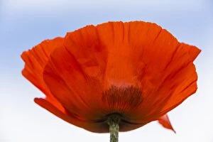 Oriental Poppy -Papaver orientale-, Northumberland, England, United Kingdom