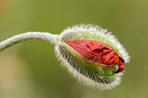 Oriental Poppy -Papaver orientale-, bud, Northumberland, England, United Kingdom