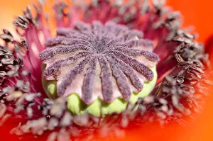 Images Dated 8th June 2013: Oriental Poppy -Papaver orientale-, detail of a flower, Bavaria, Germany