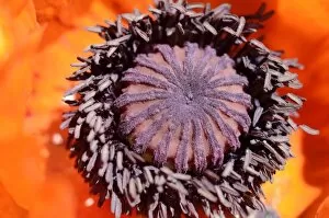 Images Dated 27th May 2012: Oriental Poppy -Papaver orientale-, in flower, pistil and pollen tubes