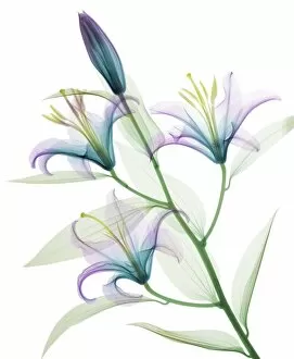 Xray Collection: Oriental stargazer lily (Lilium sp.), coloured X-ray