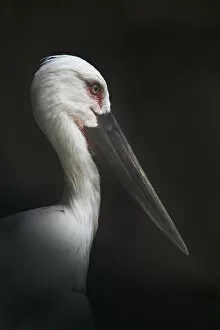 Images Dated 8th June 2017: Oriental Stork Portrait