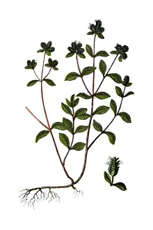 Origanum majorana, Marjoram, pot marjoram, sweet marjoram and knotted marjoram