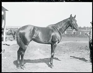 Colt