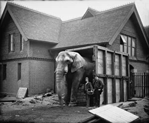 Images Dated 9th March 2012: The Original Jumbo