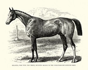 Racehorse Gallery: Orlando, a British Thoroughbred racehorse, 19th century
