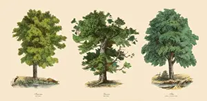 Ornamental Trees in the Forest, Victorian Botanical Illustration
