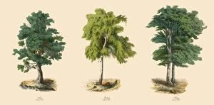 Images Dated 25th March 2016: Ornamental Trees in the Forest, Victorian Botanical Illustration