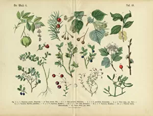 Images Dated 22nd March 2016: Ornamental Trees, Shrubs and Plants, Victorian Botanical Illustration