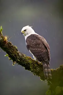 Ornate Hawk-Eagle