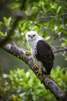 Ornate Hawk-Eagle