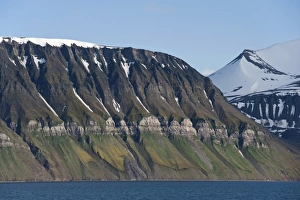 Images Dated 15th July 2012: Ornithocoprophilous vegetation below the bird cliffs of Fuglefjellet, Isfjorden, Grumantbyen