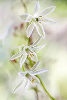 Captivating Floral Photography by Mandy Disher Collection: Ornithogalum