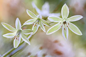Images Dated 18th May 2015: Ornithogalum