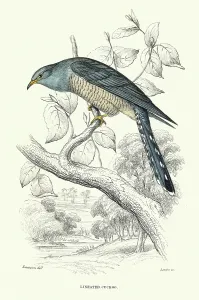 Cuculiformes Prints: Ornithology, Lineated Cuckoo or African Cuckoo