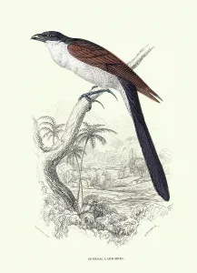Cuculiformes Prints: Ornithology, Senegal Lark-heel or Senegal Coucal