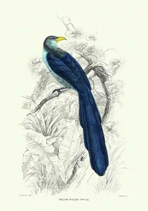Cuculiformes Prints: Ornithology, Yellow-billed Coucal or Yellowbill